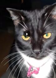 Lost Female Cat last seen Thousand Oaks blvd/Ranch Road, Thousand Oaks, CA 91360