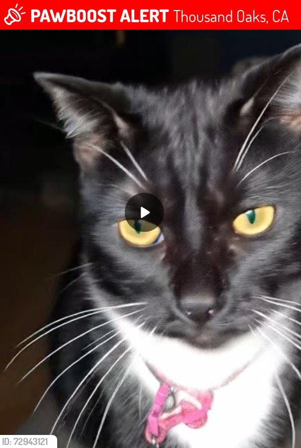 Lost Female Cat last seen Thousand Oaks blvd/Ranch Road, Thousand Oaks, CA 91360