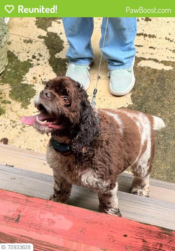 Reunited Male Dog last seen Summit Chase subdivision, Gainesville, GA 30503