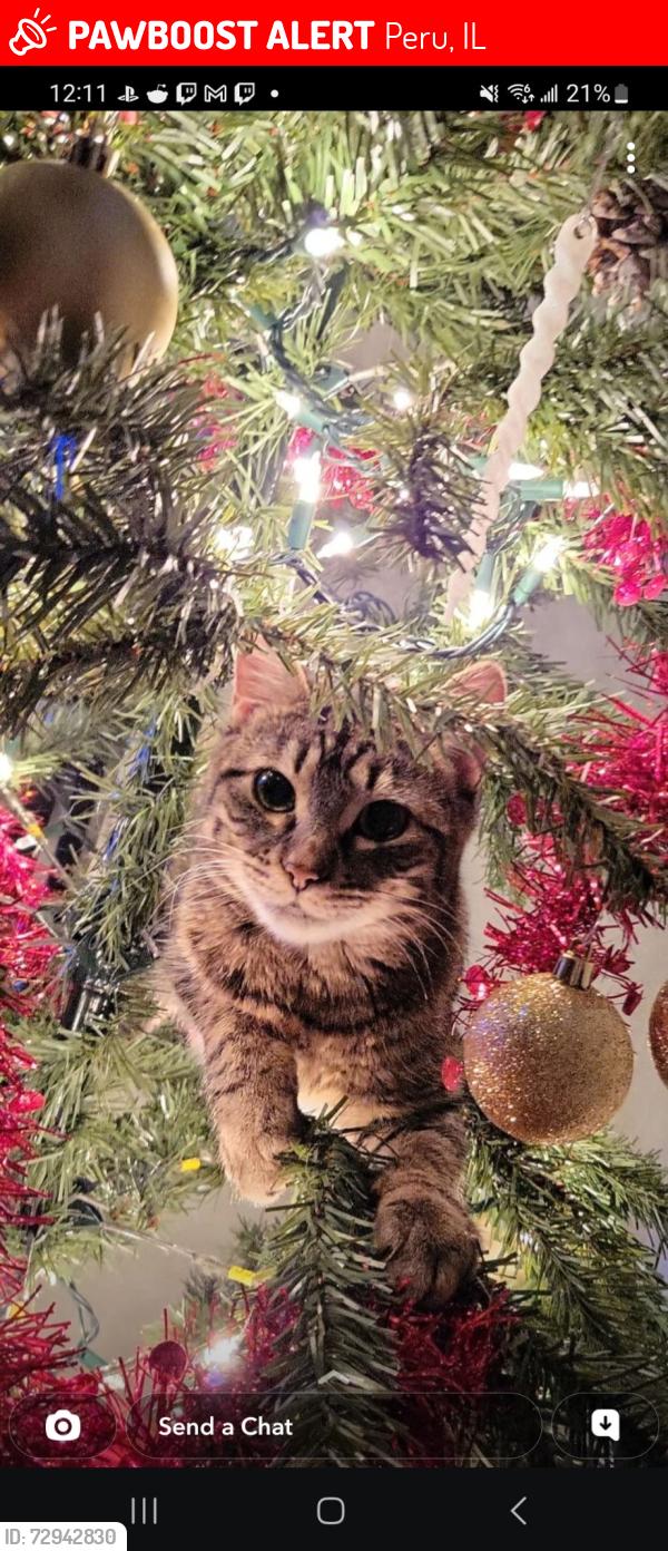 Lost Female Cat last seen 1st st Peru, IL, Peru, IL 61354