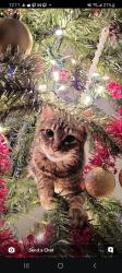 Lost Female Cat last seen 1st st Peru, IL, Peru, IL 61354