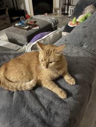 Reunited Male Cat last seen Crestwick South community, Jacksonville, FL 32218