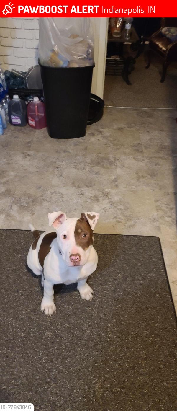 Lost Female Dog last seen 40th and Arlington, Indianapolis, IN 46226
