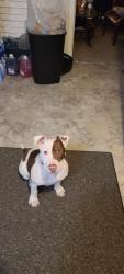 Lost Female Dog last seen 40th and Arlington, Indianapolis, IN 46226