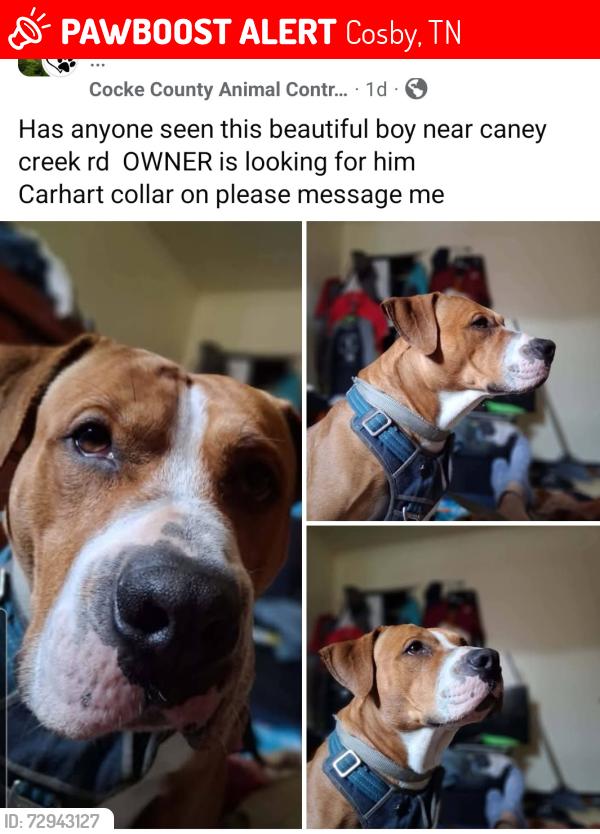 Lost Male Dog last seen Caney creek , Cosby, TN 37722