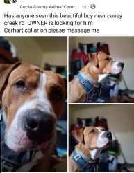 Lost Male Dog last seen Caney creek , Cosby, TN 37722