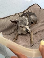 Found/Stray Unknown Dog last seen Near Herald St, Annandale, VA 22003, Annandale, VA 22003