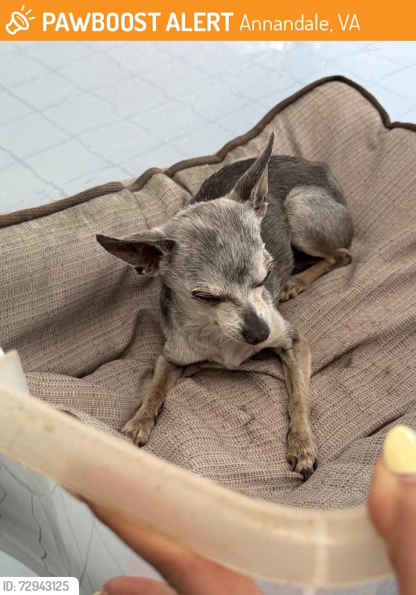 Found/Stray Unknown Dog last seen Near Herald St, Annandale, VA 22003, Annandale, VA 22003