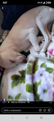 Reunited Female Dog last seen Downtown, Marina Stockton , Stockton, CA 95203