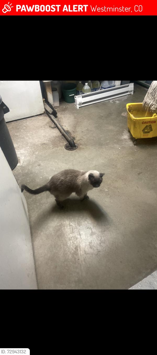 Lost Female Cat last seen 104th and federal, Westminster, CO 80031