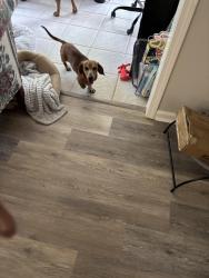 Found/Stray Male Dog last seen Milling road and milling way, Mocksville, NC 27028
