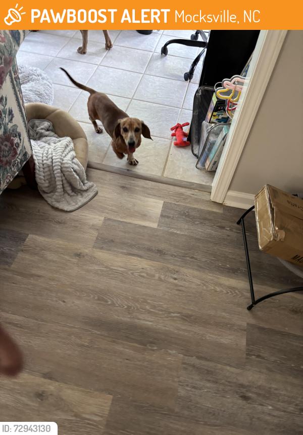 Found/Stray Male Dog last seen Milling road and milling way, Mocksville, NC 27028