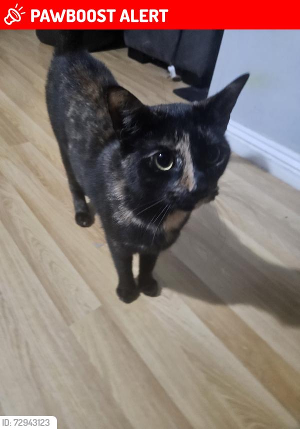 Lost Female Cat last seen Near Shieldhall rd , Glasgow City, Scotland G51 4ES