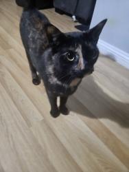 Lost Female Cat last seen Near Shieldhall rd , Glasgow City, Scotland G51 4ES