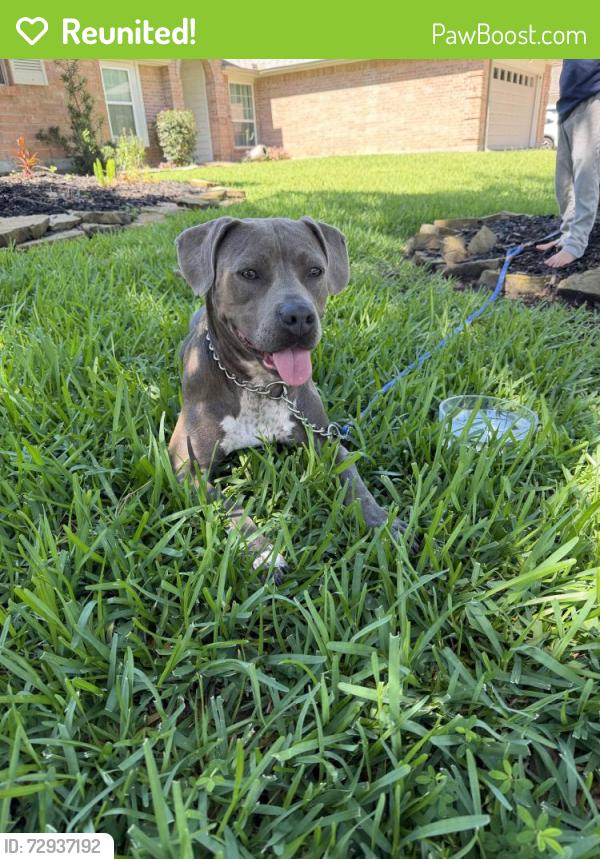 Reunited Female Dog last seen Havelock Dr., Spring Texas, Montgomery County, TX 77386