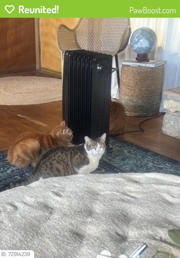 Reunited Male Cat last seen Near Royal road , Vista, CA 92084