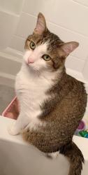 Reunited Male Cat last seen Laskey road and goodwill road near the fire station, Toledo, OH 43613