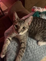 Reunited Male Cat last seen Near 1st street Gaston Oregon , Gaston, OR 97119