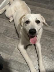 Found/Stray Male Dog last seen Chase Hill Blvd, San Antonio, TX 78256