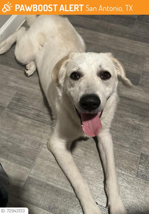 Found/Stray Male Dog last seen Chase Hill Blvd, San Antonio, TX 78256