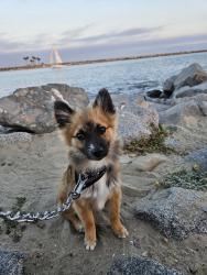 Reunited Male Dog last seen 109st and figueroa, Los Angeles, CA 90044