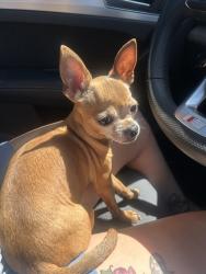 Reunited Female Dog last seen Centennial parkway, North Las Vegas, NV 89084
