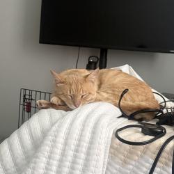 Lost Male Cat last seen He walks down the street and into these tress alot, Missouri City, TX 77459