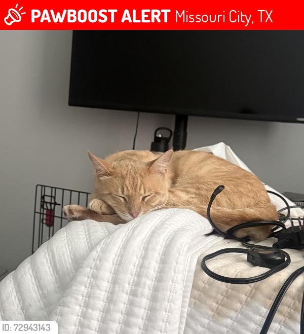 Lost Male Cat last seen He walks down the street and into these tress alot, Missouri City, TX 77459