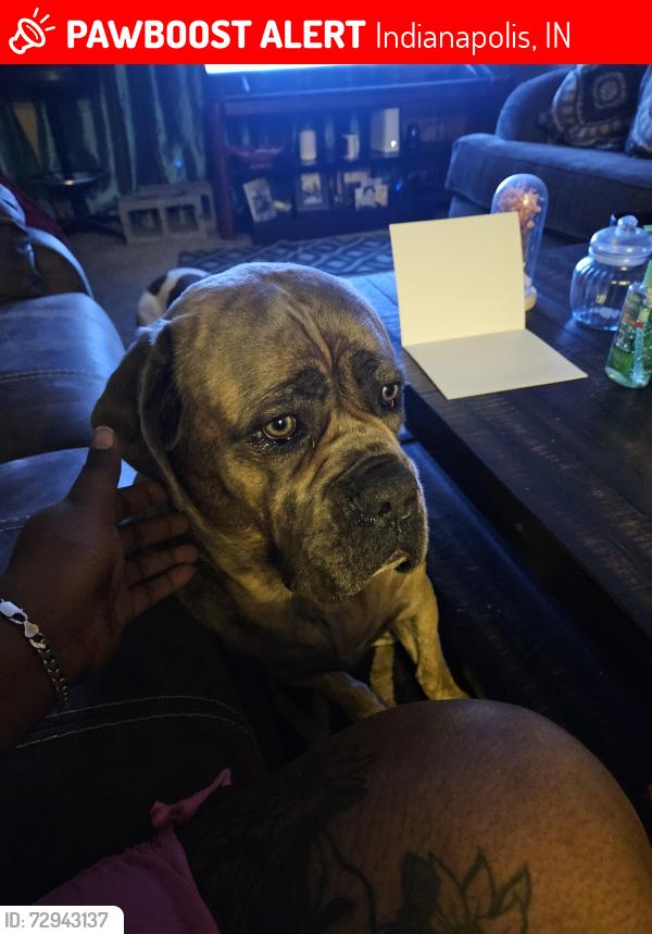 Lost Female Dog last seen 40th and Arlington, Indianapolis, IN 46226