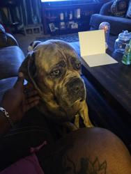 Lost Female Dog last seen 40th and Arlington, Indianapolis, IN 46226
