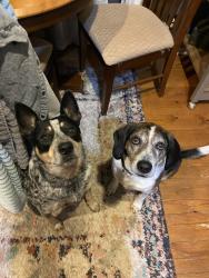 Lost Female Dog last seen Vesta rd, Lebanon, TN 37090