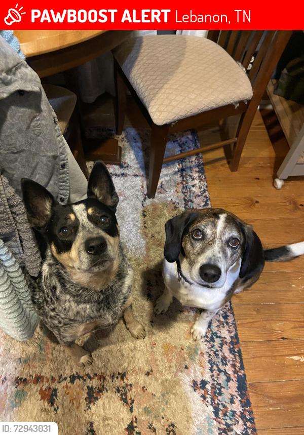 Lost Female Dog last seen Vesta rd, Lebanon, TN 37090