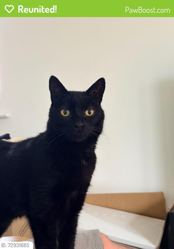Reunited Male Cat last seen Sandy Lane, Harpole, England NN7
