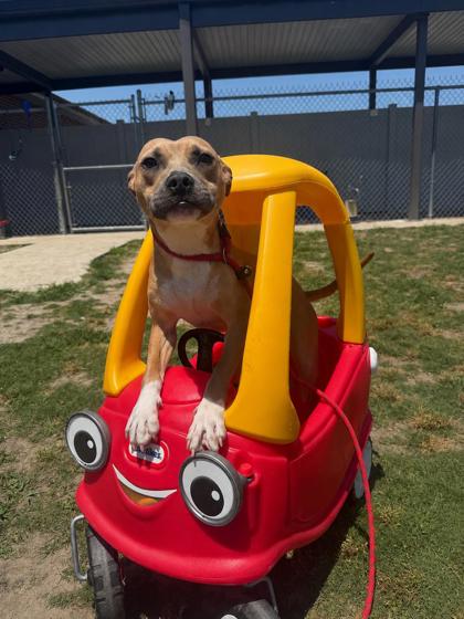 Shelter Stray Male Dog last seen Dover, DE , New Bern, NC 28562