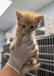 Shelter Stray Male Cat last seen New Bern, NC 28560, New Bern, NC 28562