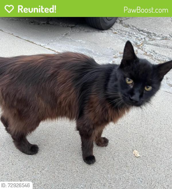 Reunited Unknown Cat last seen Oak Newton Park, Monterey, CA 93940