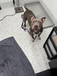 Shelter Stray Female Dog last seen Atlanta, GA 30312, Atlanta, GA 30336