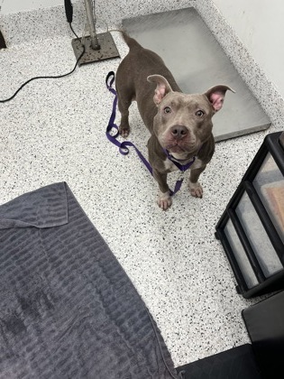 Shelter Stray Female Dog last seen Atlanta, GA 30312, Atlanta, GA 30336