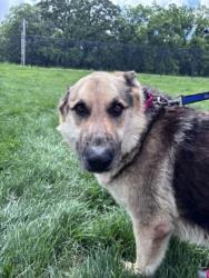 Shelter Stray Male Dog last seen 22nd Elmwood, 64127, MO, Kansas City, MO 64132