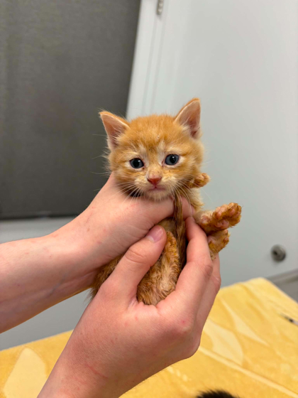 Shelter Stray Male Cat last seen E 42nd St and Pitman Ave, 64133, MO, Kansas City, MO 64132