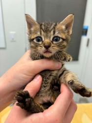 Shelter Stray Female Cat last seen E 42nd St and Pitman Ave, 64133, MO, Kansas City, MO 64132