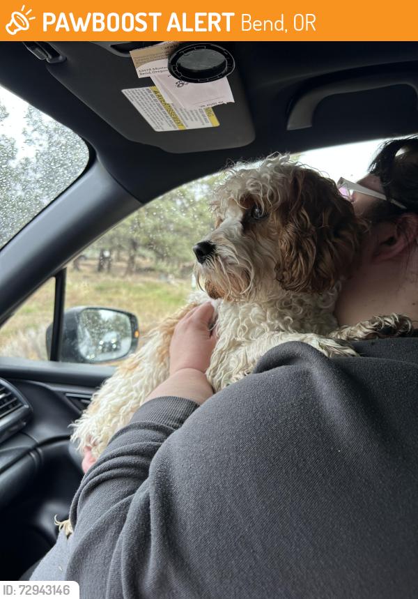 Found/Stray Male Dog last seen Old bend Redmond hwy, Bend, OR 97703