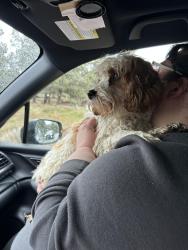 Found/Stray Male Dog last seen Old bend Redmond hwy, Bend, OR 97703