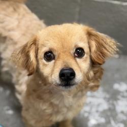 Shelter Stray Male Dog last seen Rancho Cordova, CA 95742, Sacramento, CA 95828