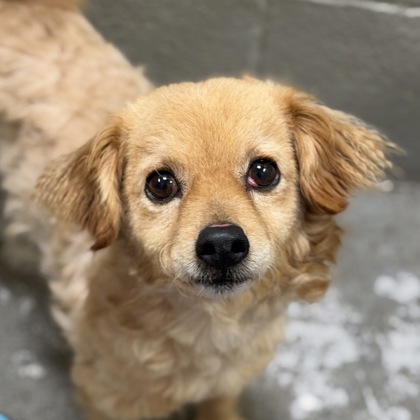 Shelter Stray Male Dog last seen Rancho Cordova, CA 95742, Sacramento, CA 95828