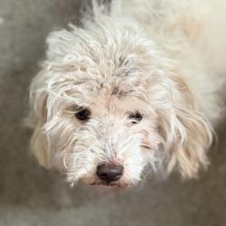Shelter Stray Male Dog last seen Sacramento, CA 95828, Sacramento, CA 95828