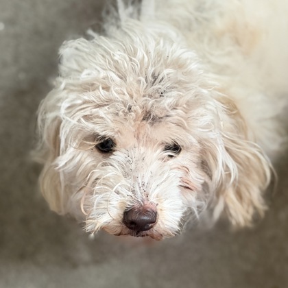 Shelter Stray Male Dog last seen Sacramento, CA 95828, Sacramento, CA 95828