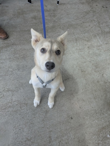Shelter Stray Female Dog last seen , TX , Fort Worth, TX 76119