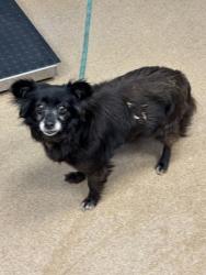 Shelter Stray Female Dog last seen Near Windfern Ct, 30088, GA, Atlanta, GA 30341
