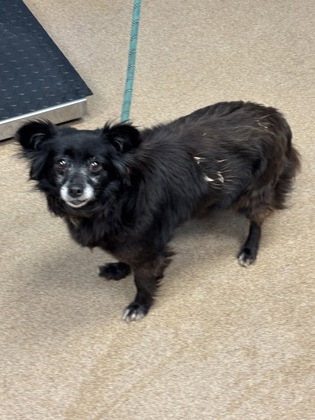 Shelter Stray Female Dog last seen Near Windfern Ct, 30088, GA, Atlanta, GA 30341